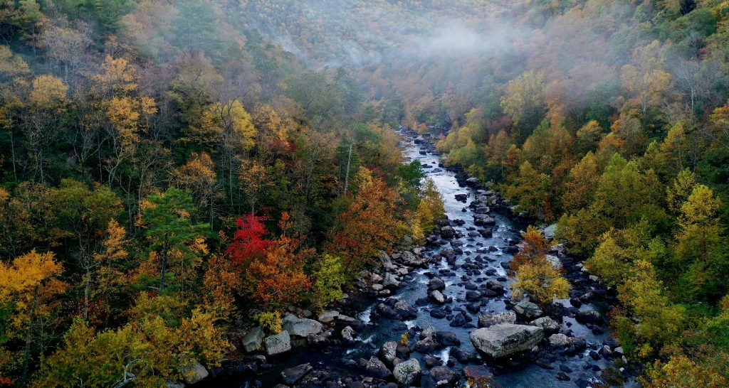 A stream winding it's way through a forest